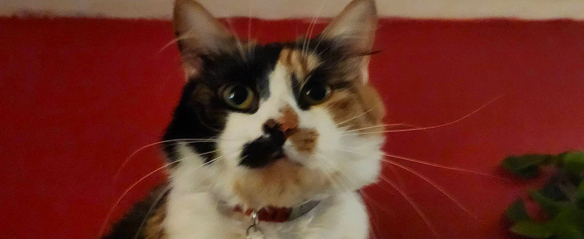 Pearl participe au concours pour gagner de l'argent avec cette photo : carnivore, cat, domestic_short_haired_cat, eye, felidae, fur, hair, head, small_to_medium_sized_cats, snout, whiskers