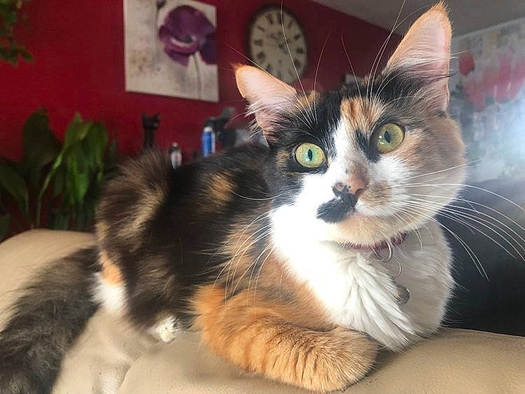 Pearl participe au concours pour gagner de l'argent avec cette photo : carnivore, cat, cat_supply, claw, comfort, domestic_short_haired_cat, felidae, fur, houseplant, paw, picture_frame, plant, small_to_medium_sized_cats, snout, tail, whiskers