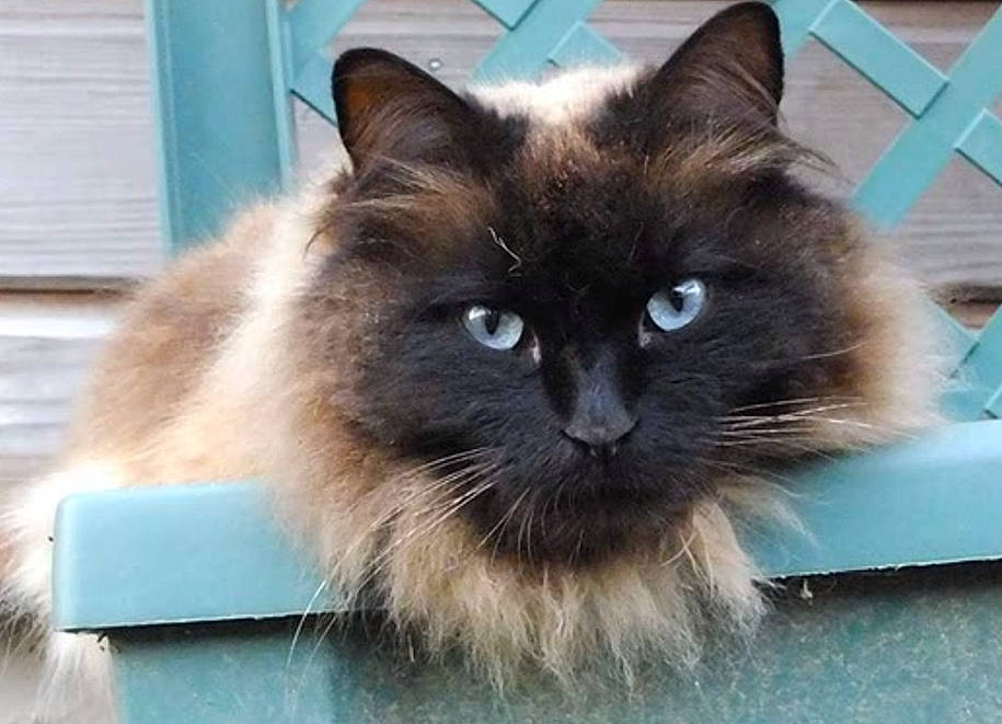 Mymy participe au concours pour gagner de l'argent avec cette photo : balinese, birman, box, carnivore, cat, claw, curious, electric_blue, fawn, felidae, fur, ragdoll, siamese, small_to_medium_sized_cats, snout, whiskers