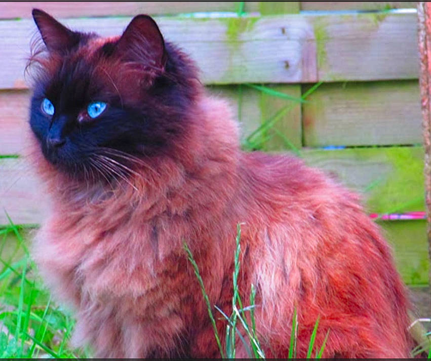 Mymy a rejoint le concours — aidez-le/la à gagner de superbes lots ! balinese, brick, brickwork, carnivore, cat, electric_blue, fawn, felidae, fur, grass, magenta, ragdoll, siamese, small_to_medium_sized_cats, snout, tail, terrestrial_animal, whiskers