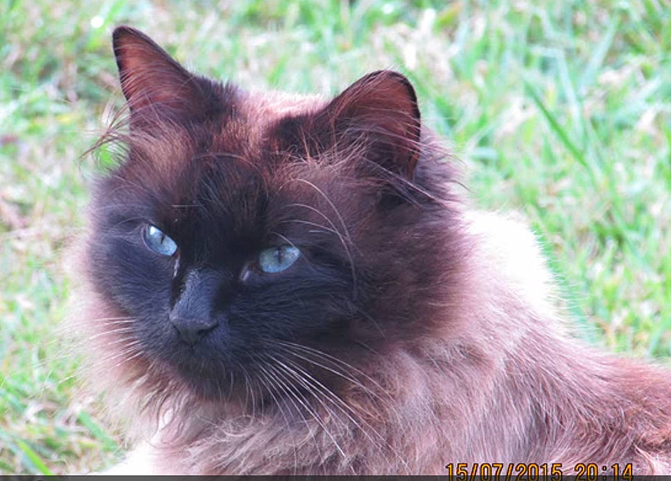 Mymy a rejoint le concours — aidez-le/la à gagner de superbes lots ! birman, carnivore, cat, fawn, felidae, fur, grass, iris, plant, siamese, small_to_medium_sized_cats, terrestrial_animal, whiskers, wildlife