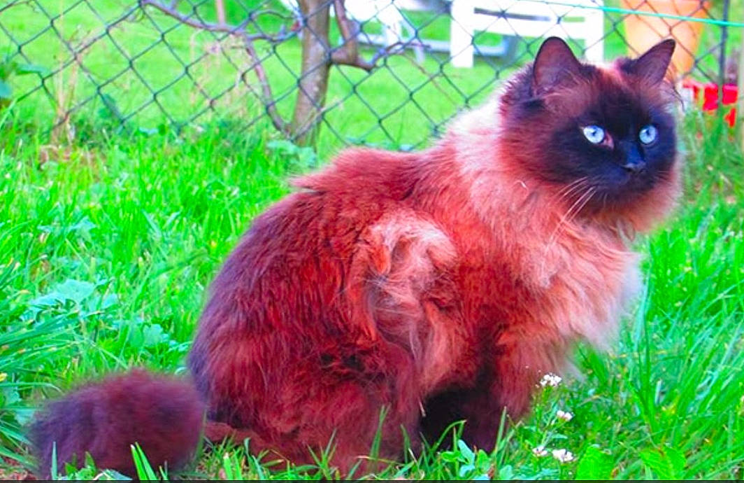 Mymy participe au concours pour gagner de l'argent avec cette photo : annual_plant, birman, carnivore, cat, fawn, felidae, fence, fur, grass, groundcover, magenta, mesh, plant, siamese, small_to_medium_sized_cats, snout, tail, terrestrial_animal, whiskers, wire_fencing