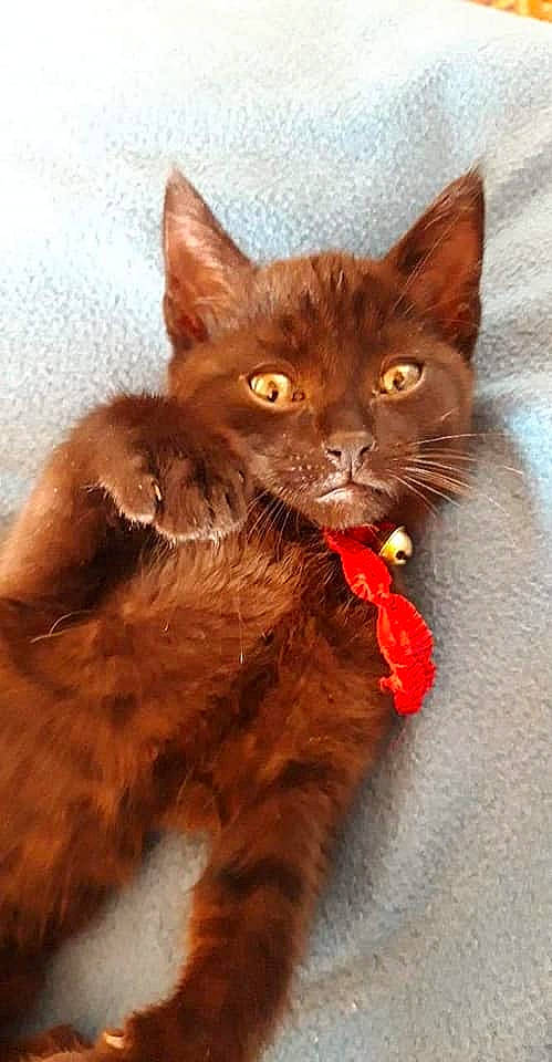 Nenette a rejoint le concours — aidez-le/la à gagner de superbes lots ! black_cat, carnivore, cat, cat_supply, cat_toy, claw, coquelicot, domestic_short_haired_cat, fawn, felidae, fur, liver, paw, small_to_medium_sized_cats, snout, tail, terrestrial_animal, whiskers