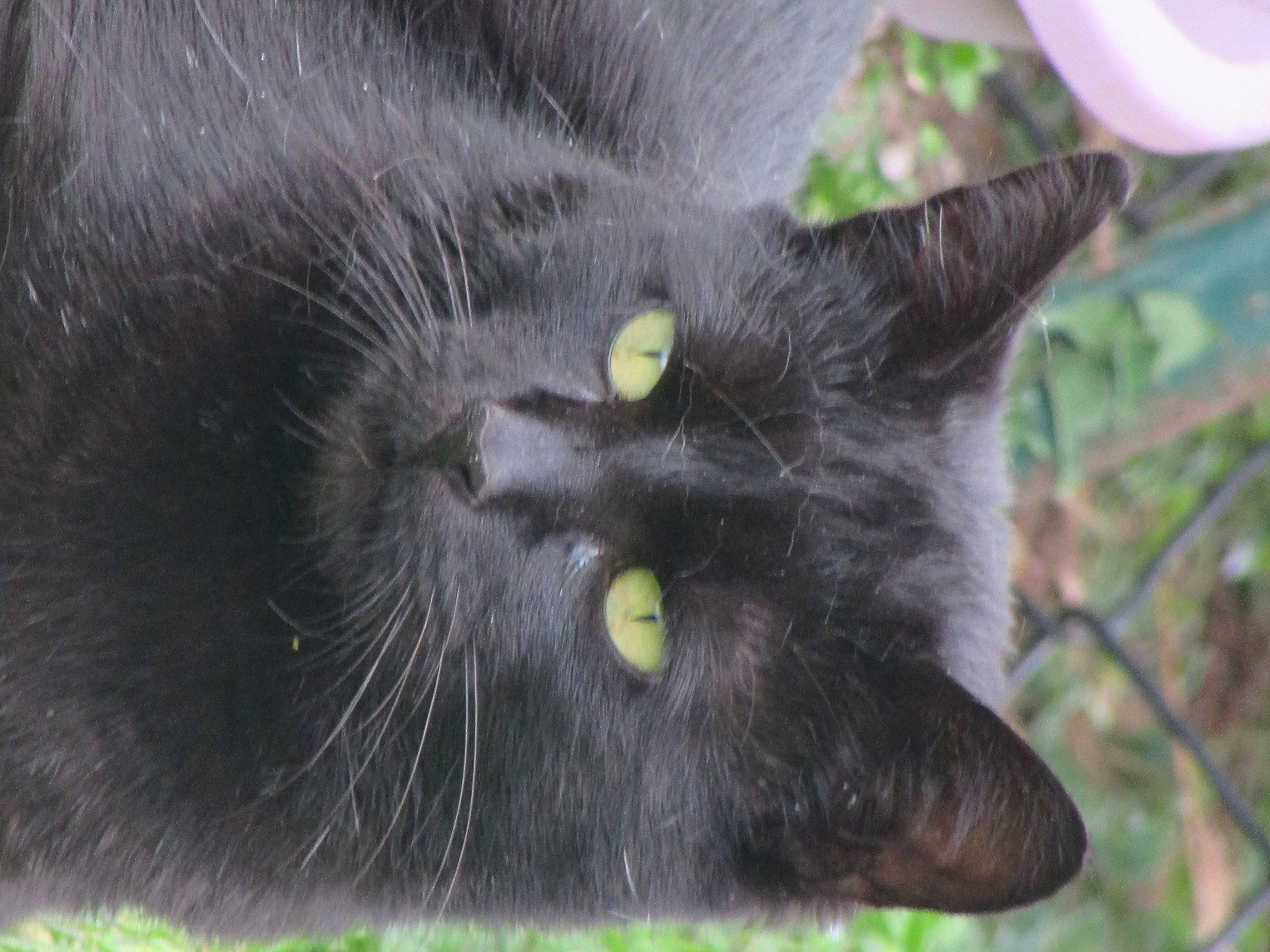 Nenette participe au concours pour gagner de l'argent avec cette photo : balloon, black_cat, bombay, carnivore, cat, domestic_short_haired_cat, felidae, fur, grass, plant, small_to_medium_sized_cats, snout, terrestrial_animal, tree, whiskers, wildlife