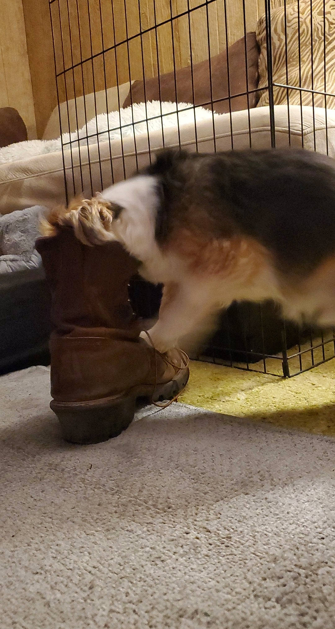 Petee joined the competition — help win amazing prizes! alaskan_malamute, canidae, carnivore, cat, dog, dog_breed, felidae, fur, paw, siberian_husky, small_to_medium_sized_cats, tail, whiskers