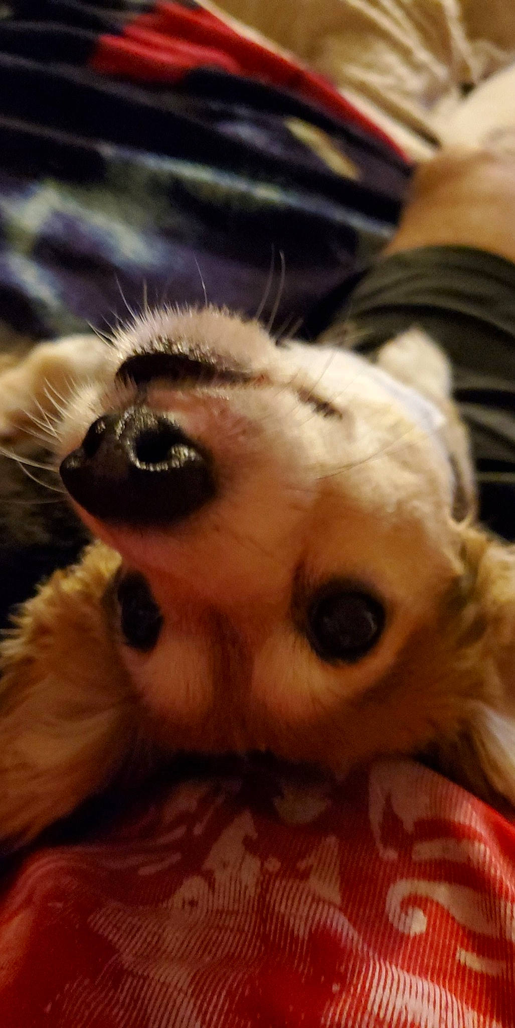 Petee joined the competition — help win amazing prizes! canidae, carnivore, companion_dog, dog, dog_breed, fawn, fur, nose, puppy, puppy_love, snout, sporting_group, whiskers