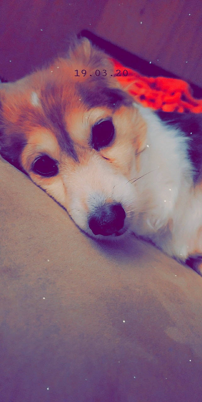 Petee is registered to the contest to win money with this photo: akita, alaskan_malamute, canidae, cardigan_welsh_corgi, carnivore, companion_dog, dog, dog_breed, mammal, nose, pembroke_welsh_corgi, pomeranian, puppy, rare_breed_dog, siberian_husky, snout, welsh_corgi, whiskers