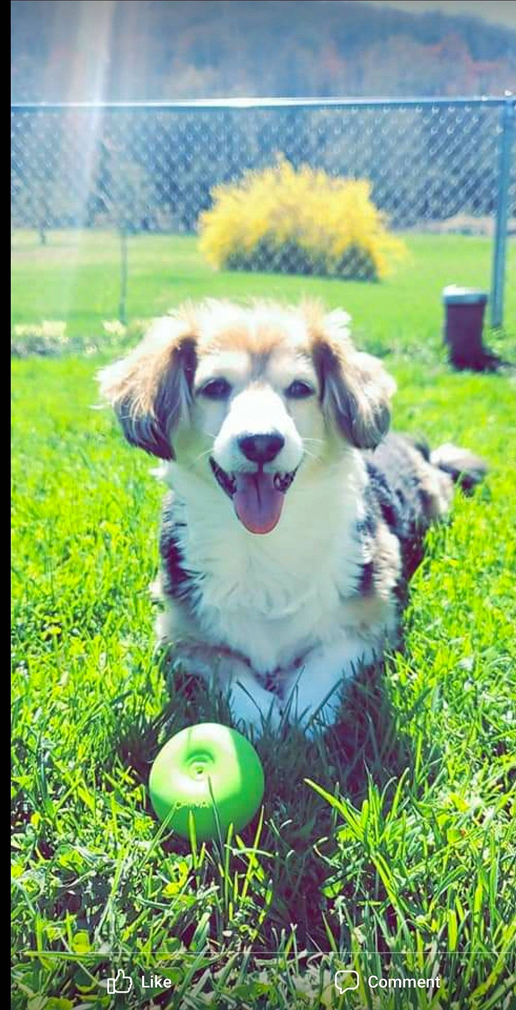 Petee joined the competition — help win amazing prizes! australian_shepherd, ball, canidae, carnivore, companion_dog, dog, dog_breed, grass, mammal, miniature_australian_shepherd, puppy, rare_breed_dog, sporting_group, tennis_ball, vertebrate