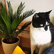 Luna participe au concours pour gagner de l'argent avec cette photo : cat, black_and_white_cat, plant, potted_plant, yellow_cushion, blue_cushion, patterned_cushion, indoor, cozy, furniture, wooden_surface, green_leaves, home_decor, pet, curious, sitting, domestic_cat, wall, textured_wall, natural_light