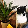 cat, black_and_white_cat, plant, potted_plant, yellow_cushion, blue_cushion, patterned_cushion, indoor, cozy, furniture, wooden_surface, green_leaves, home_decor, pet, curious, sitting, domestic_cat, wall, textured_wall, natural_light