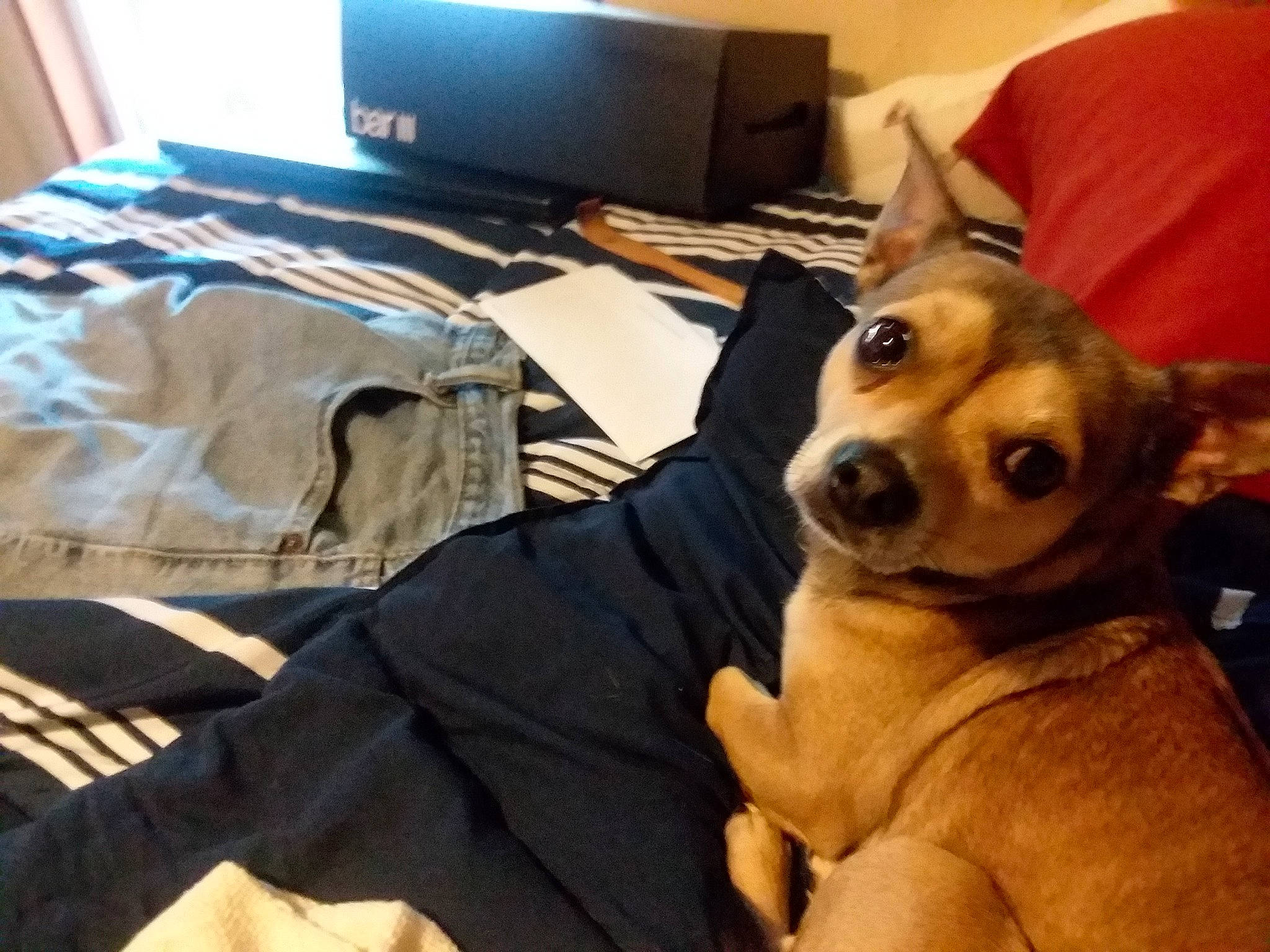 Krypto is registered to the contest to win money with this photo: canidae, carnivore, chihuahua, companion_dog, corgi_chihuahua, dog, dog_breed, ear, fawn, mammal, miniature_pinscher, non_sporting_group, puppy, puppy_love, snout, toy_dog, vertebrate