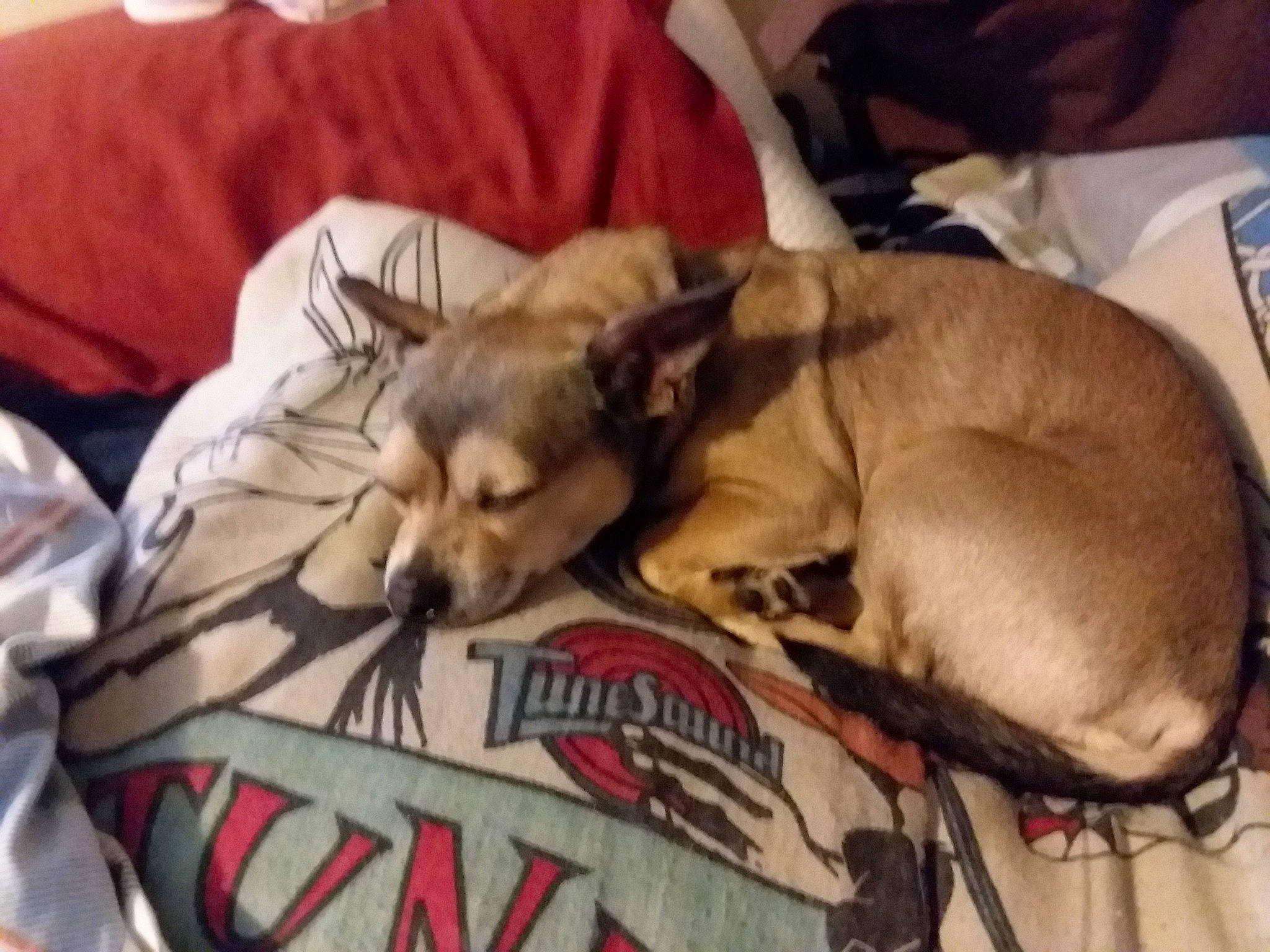 Krypto is registered to the contest to win money with this photo: canidae, carnivore, chihuahua, companion_dog, dog, dog_breed, fawn, mammal, non_sporting_group, puppy, snout, toy_dog, vertebrate