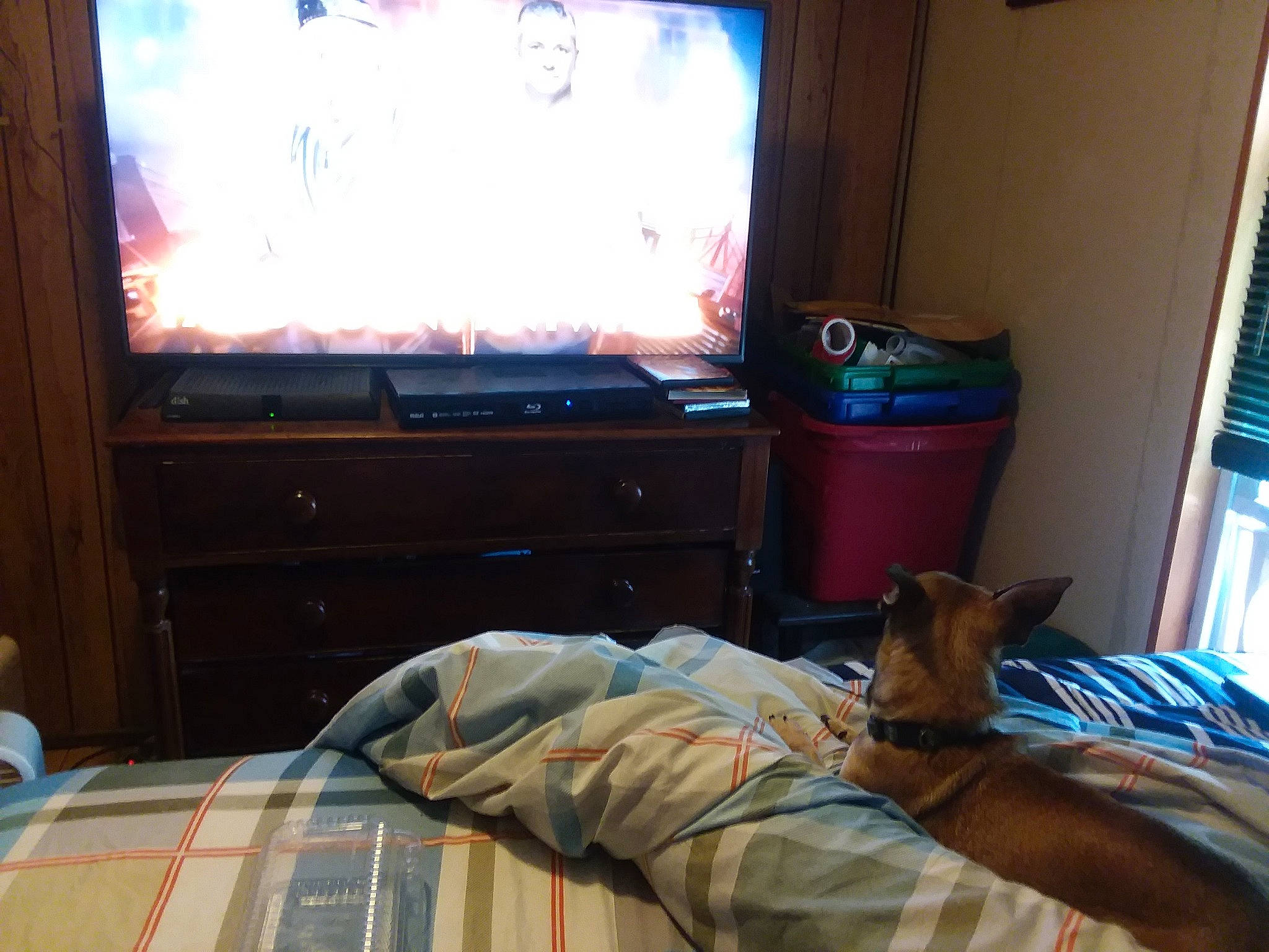 Krypto joined the competition — help win amazing prizes! bed, bedroom, canidae, carnivore, comfort, dog, dog_breed, fawn, floor, flooring, furniture, guard_dog, house, media, room, television, toy_dog, window, wood