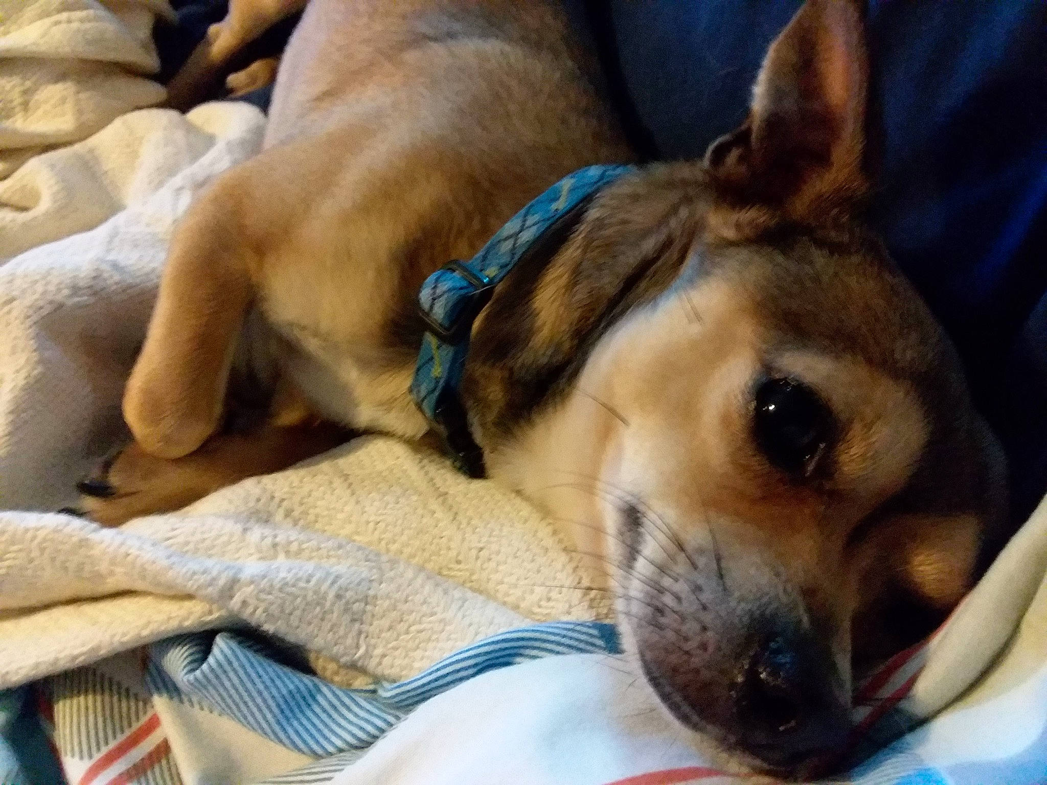 Krypto joined the competition — help win amazing prizes! canidae, carnivore, companion_dog, dog, dog_breed, fawn, feist, mammal, nap, puggle, puppy, puppy_love, rat_terrier, snout, vertebrate, whiskers