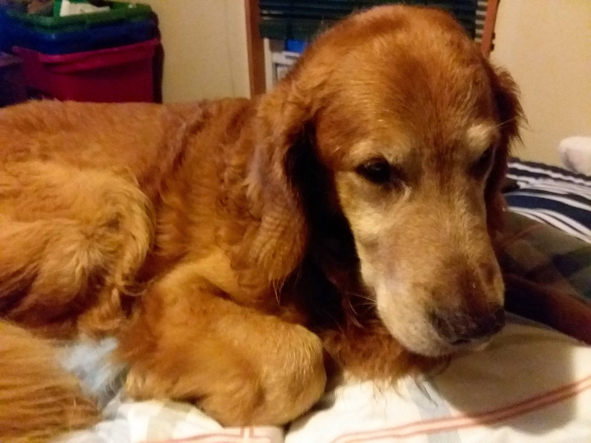 Shadow is registered to the contest to win money with this photo: beagador, canidae, carnivore, cocker_spaniel, companion_dog, dog, dog_breed, english_cocker_spaniel, fawn, field_spaniel, golden_retriever, irish_setter, mammal, rare_breed_dog, retriever, russian_spaniel, snout, spaniel, sporting_group, vertebrate