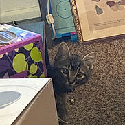Nona joined the competition — help win amazing prizes! animal, box, butterflies, carpet, cat, collar, curiosity, curious, decor, feline, floor, framed_art, hiding, home, indoor, kitten, peeking, pet, tabby, young_cat