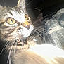 Nona is registered to the contest to win money with this photo: animal, bell, cat, close_up, collar, curious, dark_background, domestic_animal, face, feline, fur, indoor, light, overexposed, pet, portrait, soft_fur, tabby, whiskers, yellow_eyes