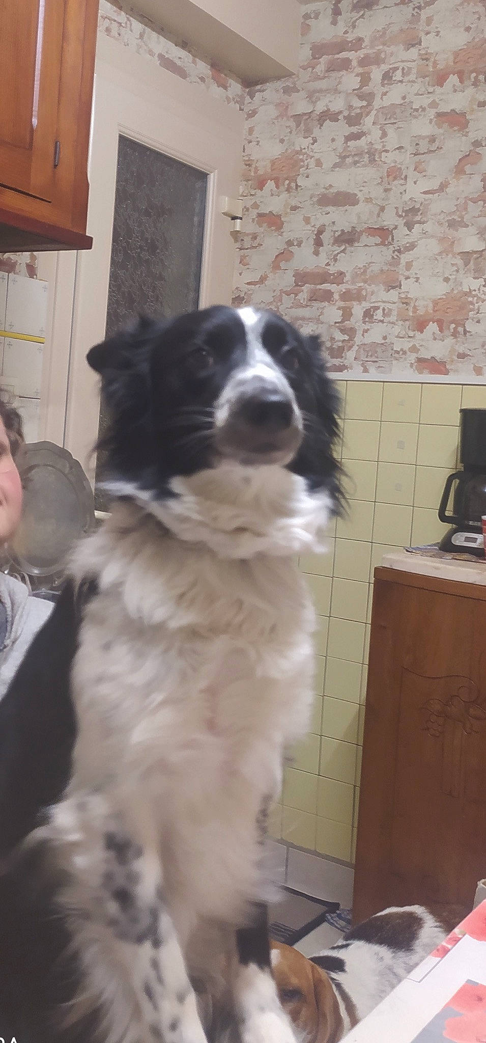 Plume participe au concours pour gagner de l'argent avec cette photo : cabinetry, canidae, carnivore, companion_dog, dog, dog_breed, door, fur, gun_dog, hat, herding_dog, home_appliance, kitchen_appliance, landseer, shelf, snout, sporting_group, whiskers, working_animal, working_dog