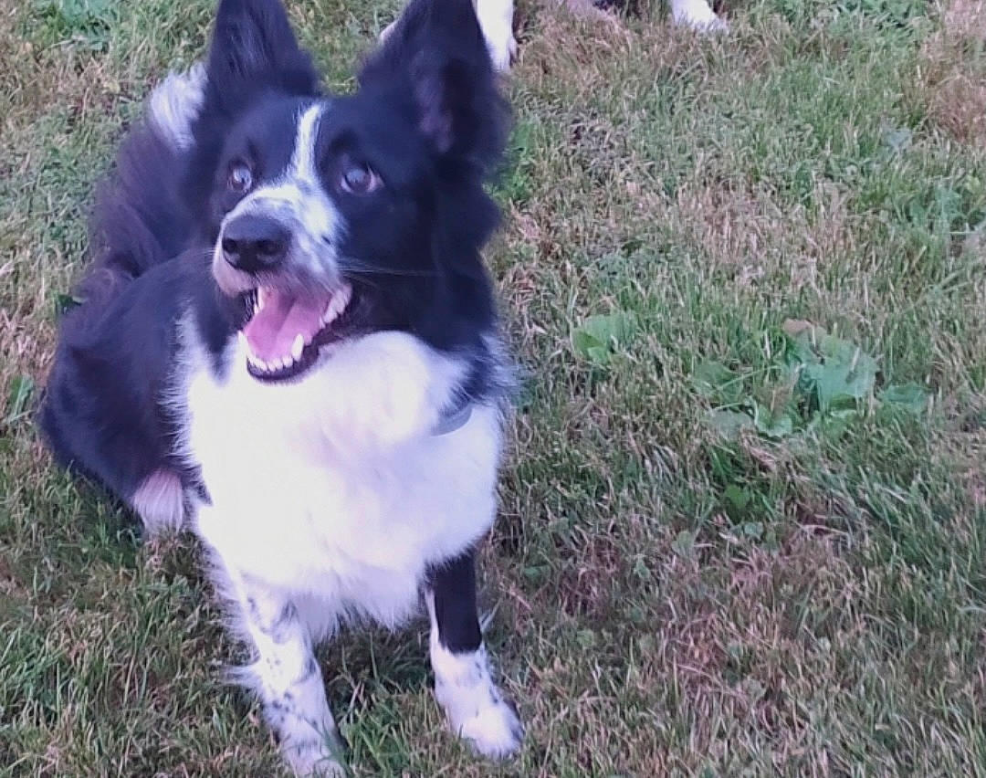 Plume participe au concours pour gagner de l'argent avec cette photo : australian_collie, canidae, carnivore, companion_dog, dog, dog_breed, door, fur, grass, herding_dog, mcnab, non_sporting_group, plant, snout, sporting_group, tail, terrestrial_animal, whiskers, working_animal, working_dog
