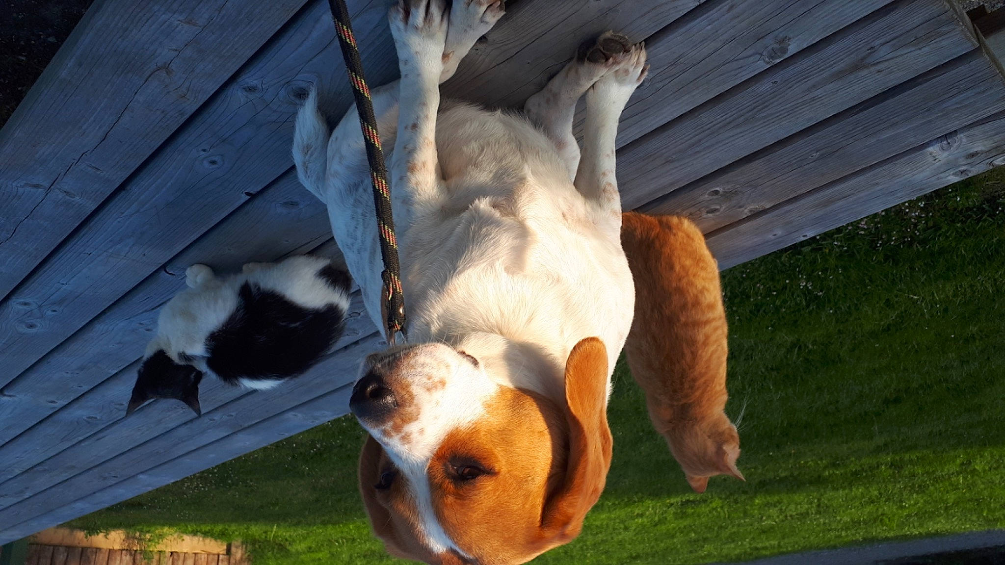 Nessy participe au concours pour gagner de l'argent avec cette photo : canidae, carnivore, companion_dog, dog_breed, fawn, felidae, fur, grass, plant, snout, sporting_group, tail, terrestrial_animal, tree, trunk, vertebrate, water_bird, whiskers, wildlife, wood