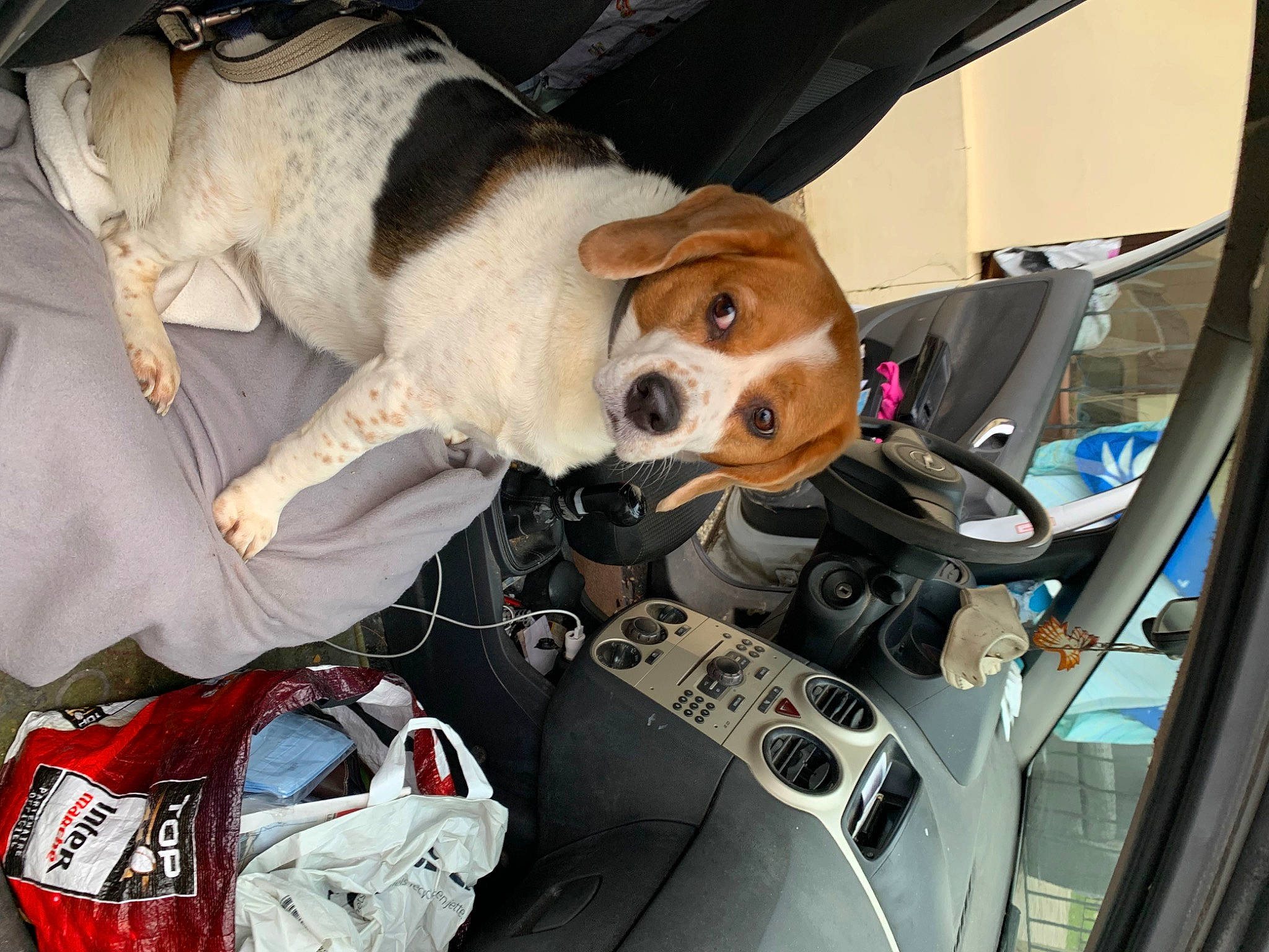 Nessy a rejoint le concours — aidez-le/la à gagner de superbes lots ! auto_part, automotive_design, automotive_exterior, automotive_lighting, car_seat, car_seat_cover, carmine, carnivore, collar, companion_dog, dog, dog_breed, motor_vehicle, seat_belt, sporting_group, steering_wheel, vehicle, vehicle_door, white, windshield