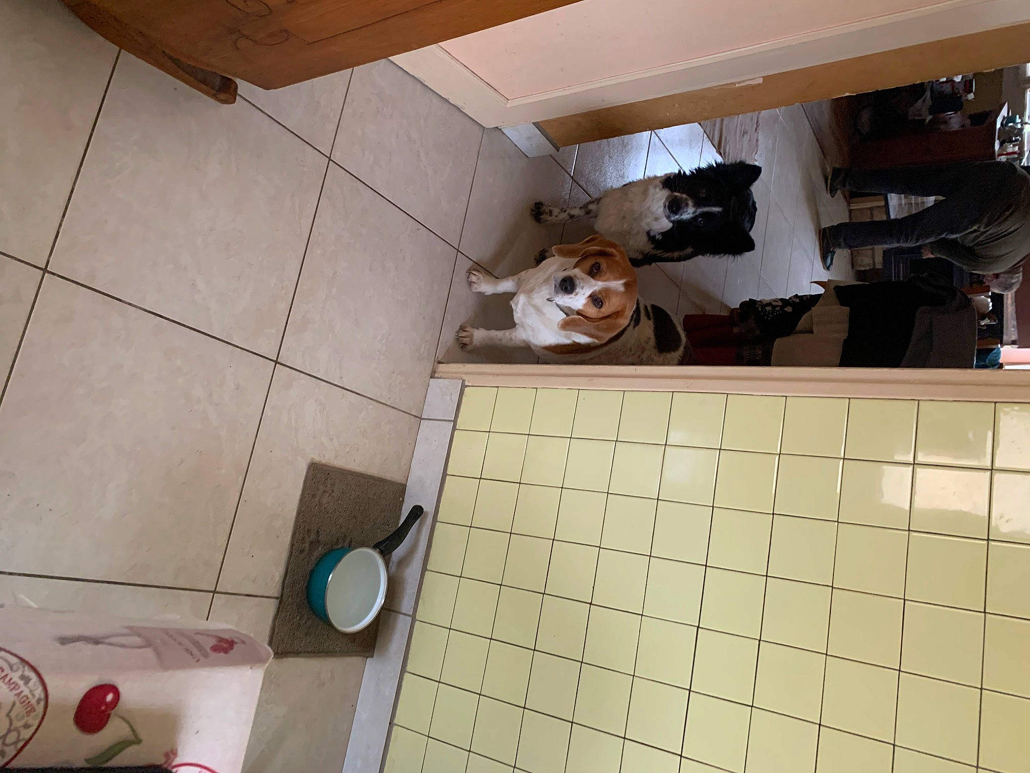 Nessy a rejoint le concours — aidez-le/la à gagner de superbes lots ! building, ceiling, companion_dog, dog, felidae, floor, flooring, hardwood, house, interior_design, machine, material_property, paper_product, pattern, room, stuffed_toy, tile, toy, wall, wood