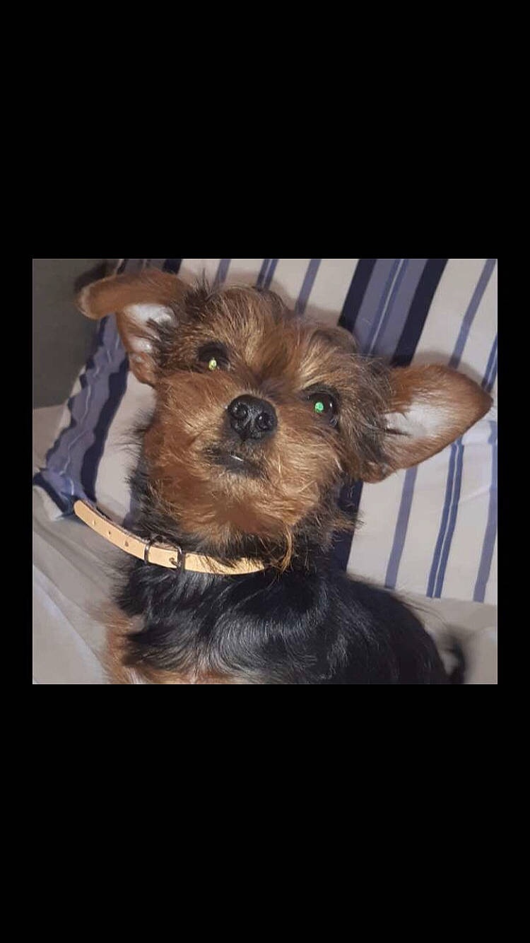 Titite participe au concours pour gagner de l'argent avec cette photo : canidae, carnivore, companion_dog, dog, dog_breed, dog_supply, ear, fawn, fur, liver, small_terrier, sporting_group, terrestrial_animal, toy, toy_dog, whiskers, working_animal