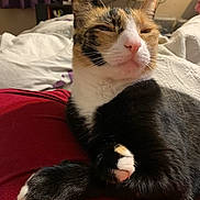 Duchess is registered to the contest to win money with this photo: animal, bed, blanket, calico, calm, cat, closeup, cozy, cute, domestic, feline, fur, indoor, paw, pet, portrait, red, relaxed, resting, whiskers