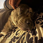 Kilo joined the competition — help win amazing prizes! dog, sleeping, glasses, hand, pillow, pattern, indoor, closeup, brown, resting, collar, pet, animal, face, relaxation, comfort, muzzle, napping, human_hand, portrait