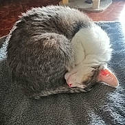 Perle a rejoint le concours — aidez-le/la à gagner de superbes lots ! cat, sleeping, curled_up, feline, pet, indoor, blanket, soft_texture, fur, resting, cozy, animal, whiskers, pink_nose, ear, tabby, white_fur, home, floor, natural_light