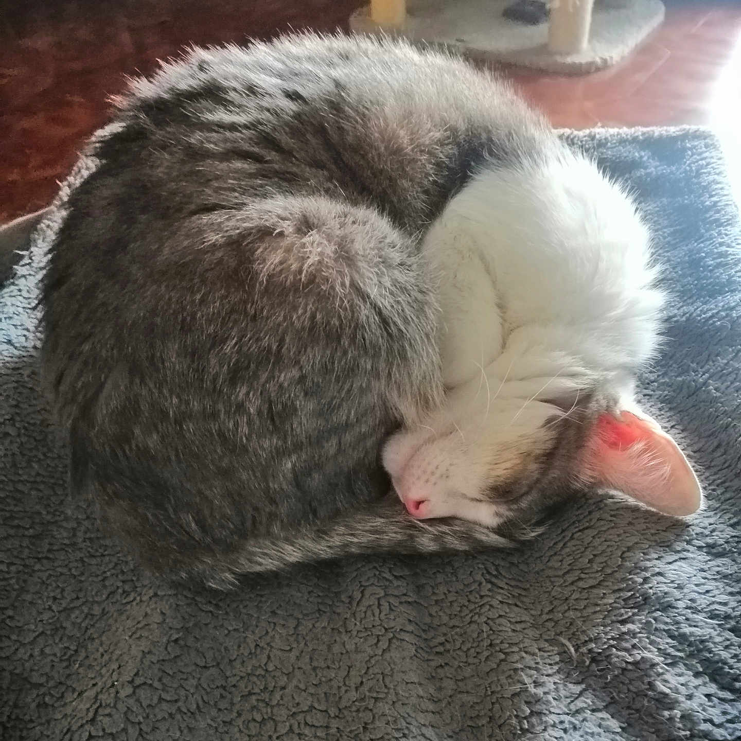 Perle a rejoint le concours — aidez-le/la à gagner de superbes lots ! animal, blanket, cat, cozy, curled_up, ear, feline, floor, fur, home, indoor, natural_light, pet, pink_nose, resting, sleeping, soft_texture, tabby, whiskers, white_fur