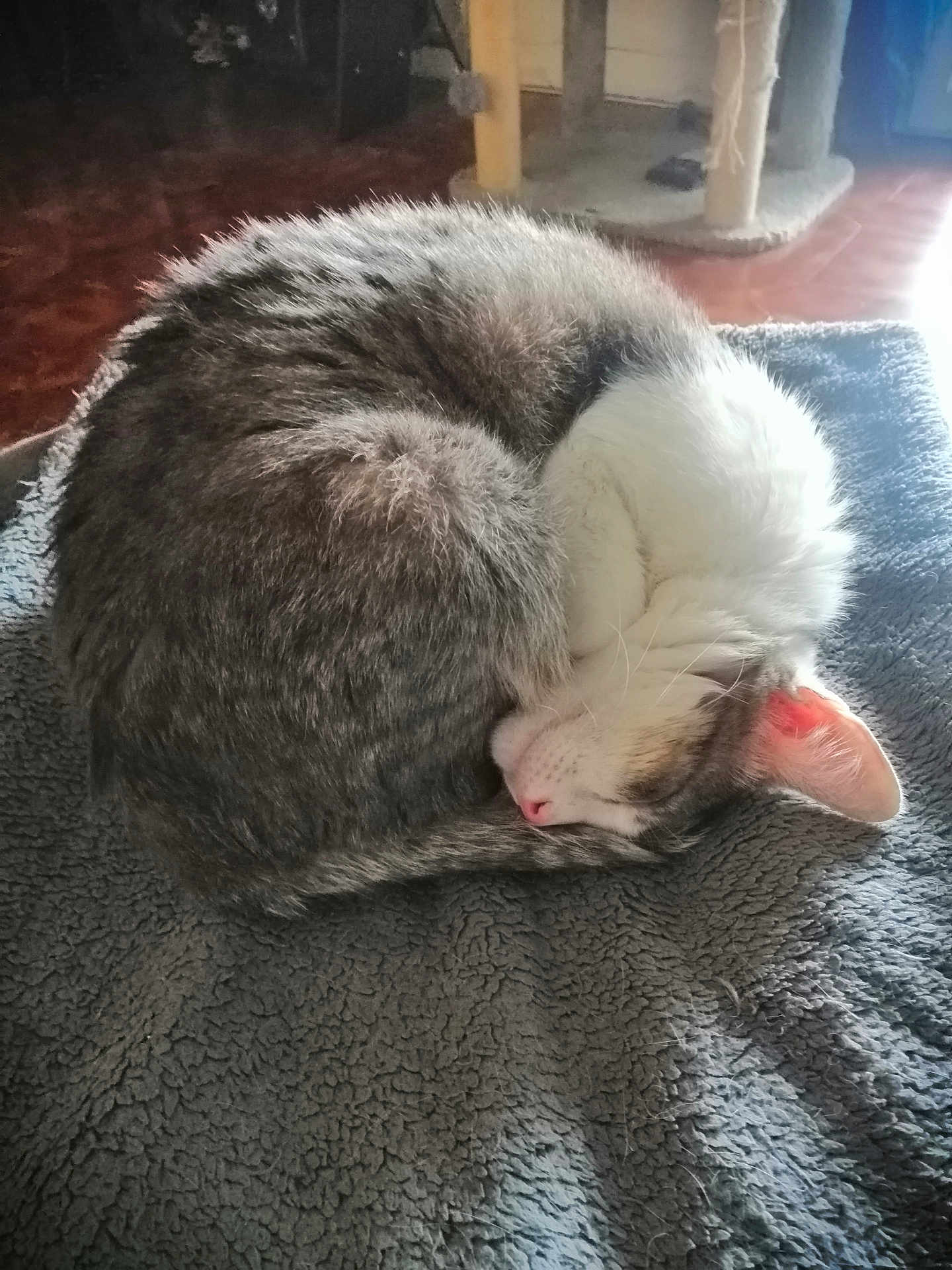 Perle a rejoint le concours — aidez-le/la à gagner de superbes lots ! cat, sleeping, curled_up, feline, pet, indoor, blanket, soft_texture, fur, resting, cozy, animal, whiskers, pink_nose, ear, tabby, white_fur, home, floor, natural_light