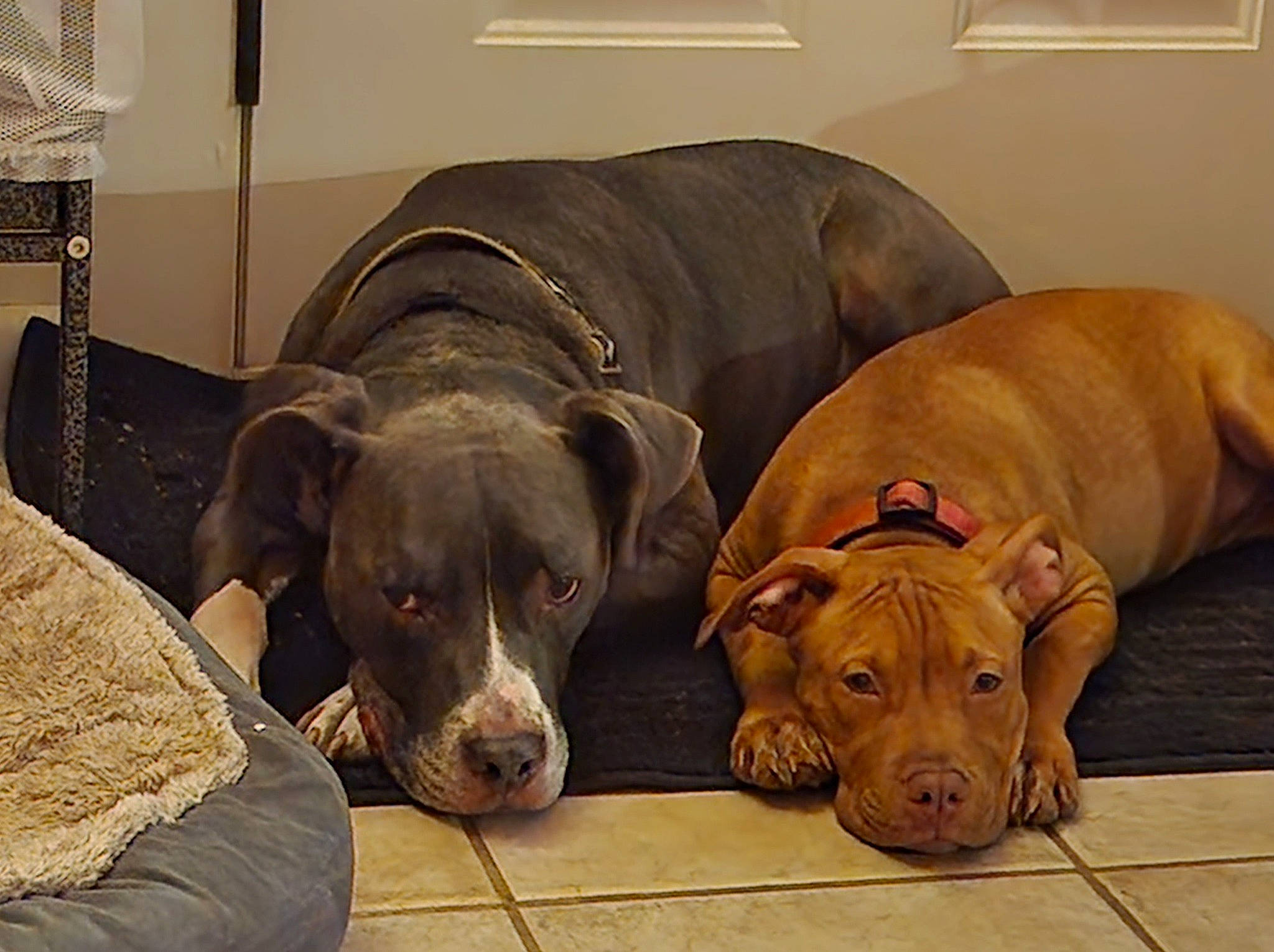 Harvey joined the competition — help win amazing prizes! canidae, carnivore, comfort, companion_dog, dog, dog_breed, dog_collar, dog_supply, door_mat, fawn, flooring, fur, hardwood, liver, pet_supply, snout, sporting_group, terrestrial_animal, wood, working_animal