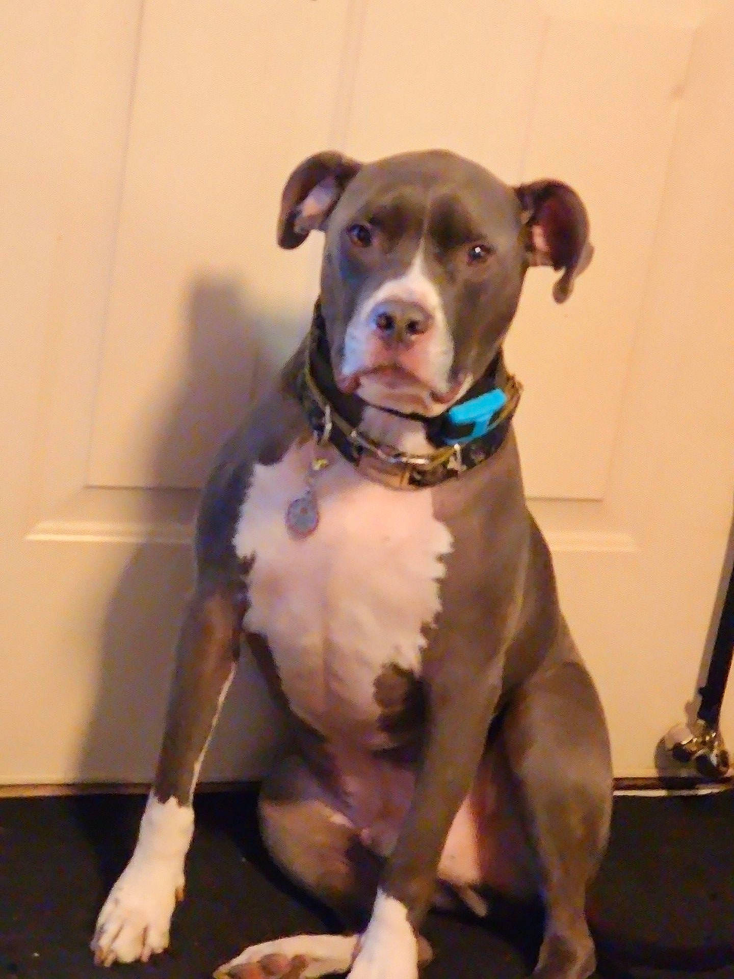 Harvey joined the competition — help win amazing prizes! canidae, carnivore, collar, companion_dog, dog, dog_breed, dog_clothes, dog_collar, dog_supply, fawn, leash, liver, non_sporting_group, personal_protective_equipment, pet_supply, sporting_group, tail, whiskers, working_animal, working_dog