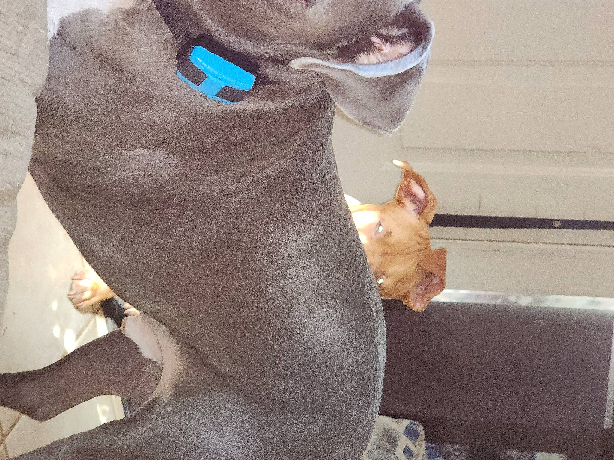 Harvey joined the competition — help win amazing prizes! art, chest, elbow, electric_blue, fashion_accessory, fictional_character, foot, gesture, human_leg, knee, metal, nail, personal_protective_equipment, selfie, sleeve, sportswear, stuffed_toy, thigh, thumb, trunk