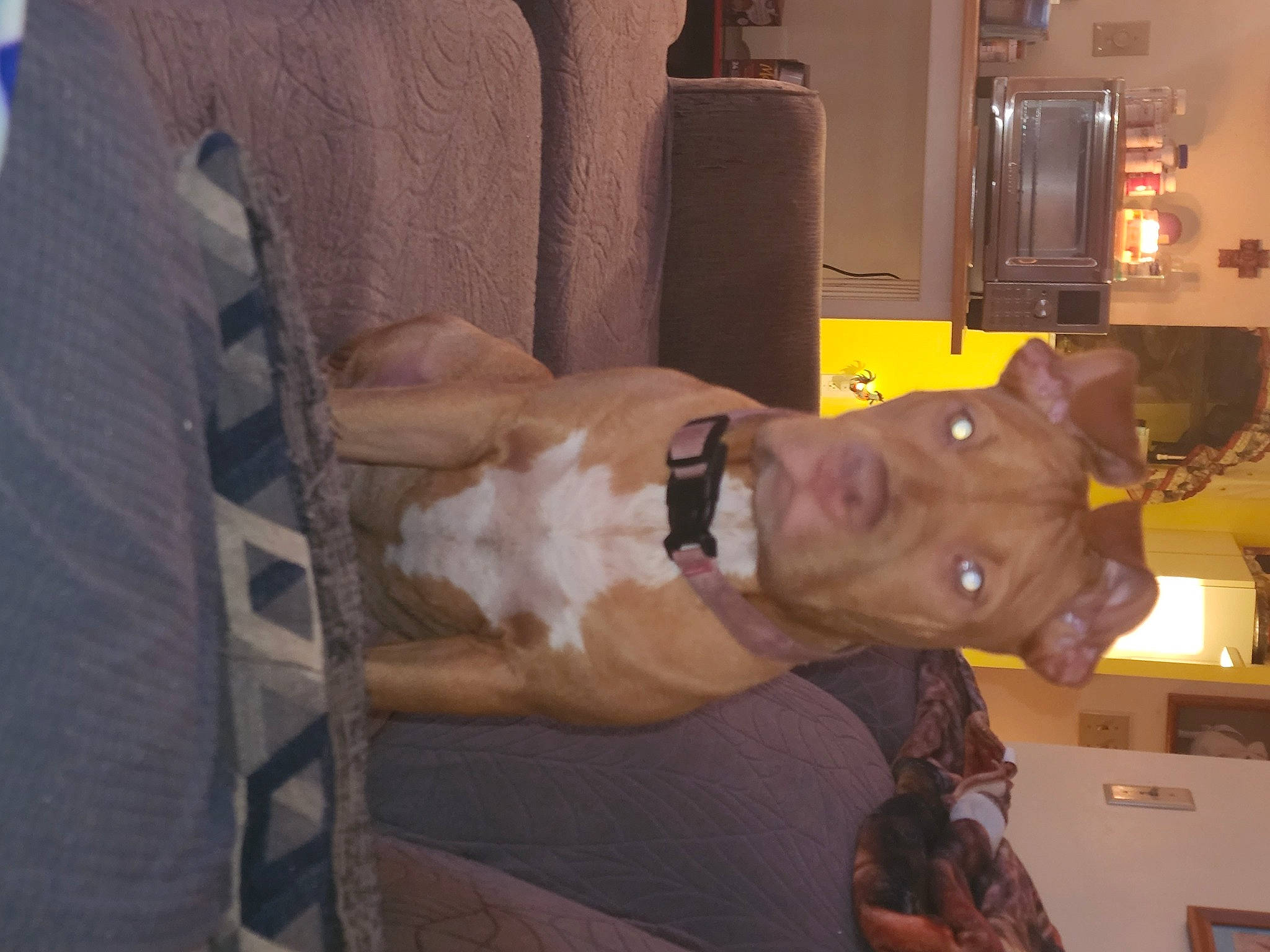 Anna is registered to the contest to win money with this photo: abdomen, barechested, canidae, chest, comfort, dog_breed, elbow, fawn, fun, kitchen_appliance, machine, muscle, room, sporting_group, trunk, wrist