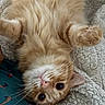 cat, orange_tabby, pet, fur, whiskers, paw, blanket, texture, cozy, cute, animal, lying_down, upside_down, pink_nose, indoor, relaxed, closeup, eyes, playful, soft