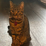 Bella Rose is registered to the contest to win money with this photo: animal, cat, collar, cozy, domestic, ears, feline, fur, golden_eyes, indoor, pet, quiet, shadow, sitting, striped_fur, sunlight, tabby, tag, whiskers, wooden_floor