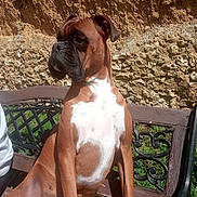 Pluto a rejoint le concours — aidez-le/la à gagner de superbes lots ! dog, boxer, pet, animal, sitting, bench, outdoor, garden, stone_wall, brown_and_white, short_hair, collarless, portrait, sunlight, shadow, alert, side_profile, chest, wooden_bench, grass