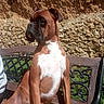 dog, boxer, pet, animal, sitting, bench, outdoor, garden, stone_wall, brown_and_white, short_hair, collarless, portrait, sunlight, shadow, alert, side_profile, chest, wooden_bench, grass