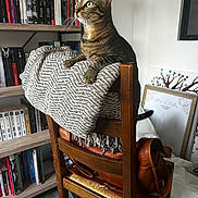 Pina participe au concours pour gagner de l'argent avec cette photo : accessories, animal, bag, book, bookcase, canine, cat, chair, dog, dogbed, furniture, handbag, hardwood, indoors, kitten, library, pet, shelf, stainedwood, wood