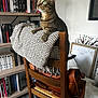 accessories, animal, bag, book, bookcase, canine, cat, chair, dog, dogbed, furniture, handbag, hardwood, indoors, kitten, library, pet, shelf, stainedwood, wood
