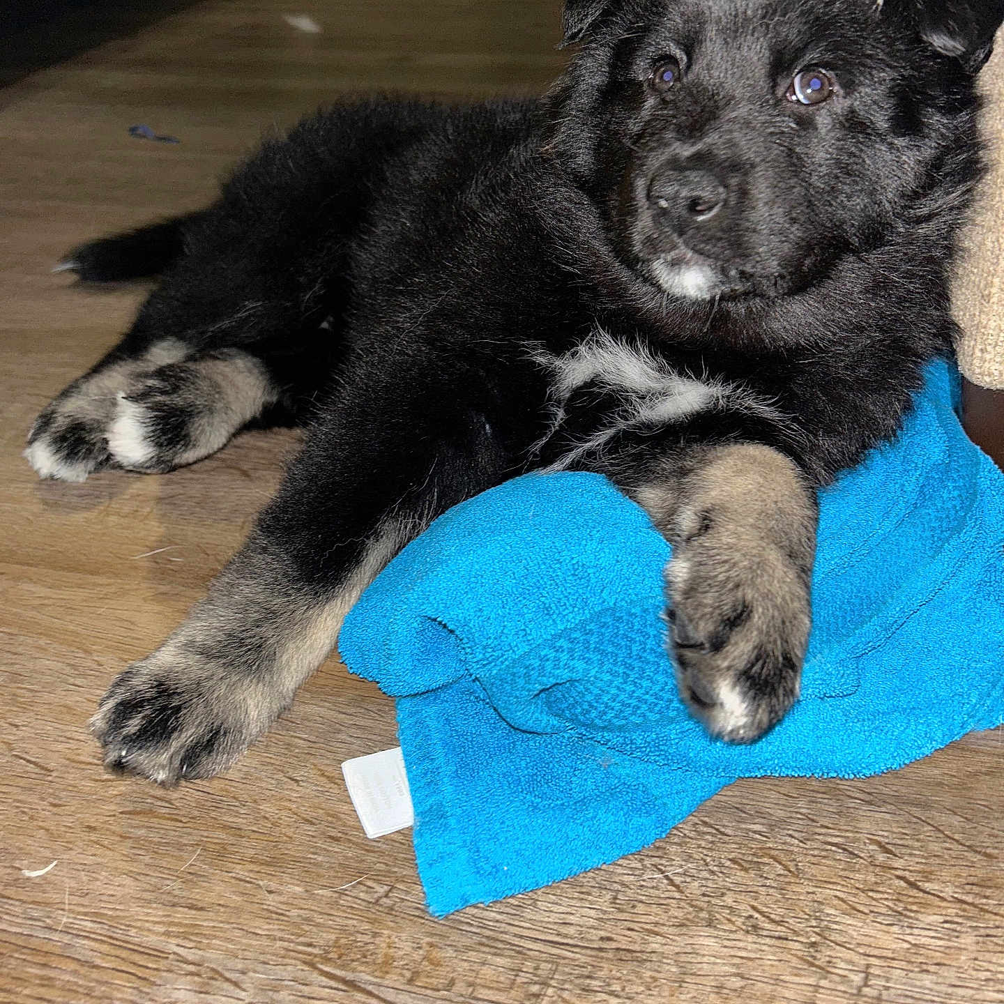 Elke joined the competition — help win amazing prizes! animal, blanket, canine, clothing, cockerspaniel, couch, dog, furniture, hardwood, hound, husky, indoors, labradorretriever, newfoundland, pants, person, pet, puppy, towel, wood