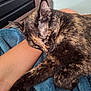 Rusty a rejoint le concours — aidez-le/la à gagner de superbes lots ! animal, arm, blanket, blue_blanket, cat, close_up, comfort, cozy, feline, fur, human, indoor, paw, peaceful, pet, relaxation, resting, sleeping, snuggling, tortoiseshell_cat