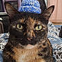 Rusty a rejoint le concours — aidez-le/la à gagner de superbes lots ! animal, bedroom, blanket, blue, cat, close_up, curious, cute, domestic, ears, feline, fur, indoor, knitted_hat, patterned, pet, pom_pom, resting, tortoiseshell, whiskers