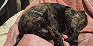 Rusty participe au concours pour gagner de l'argent avec cette photo : animal, blanket, cat, comfort, cozy, floor, fur, furniture, home, indoor, paw, pet, radiator, relaxation, resting, sleeping, tail, tortoiseshell, warm, wooden