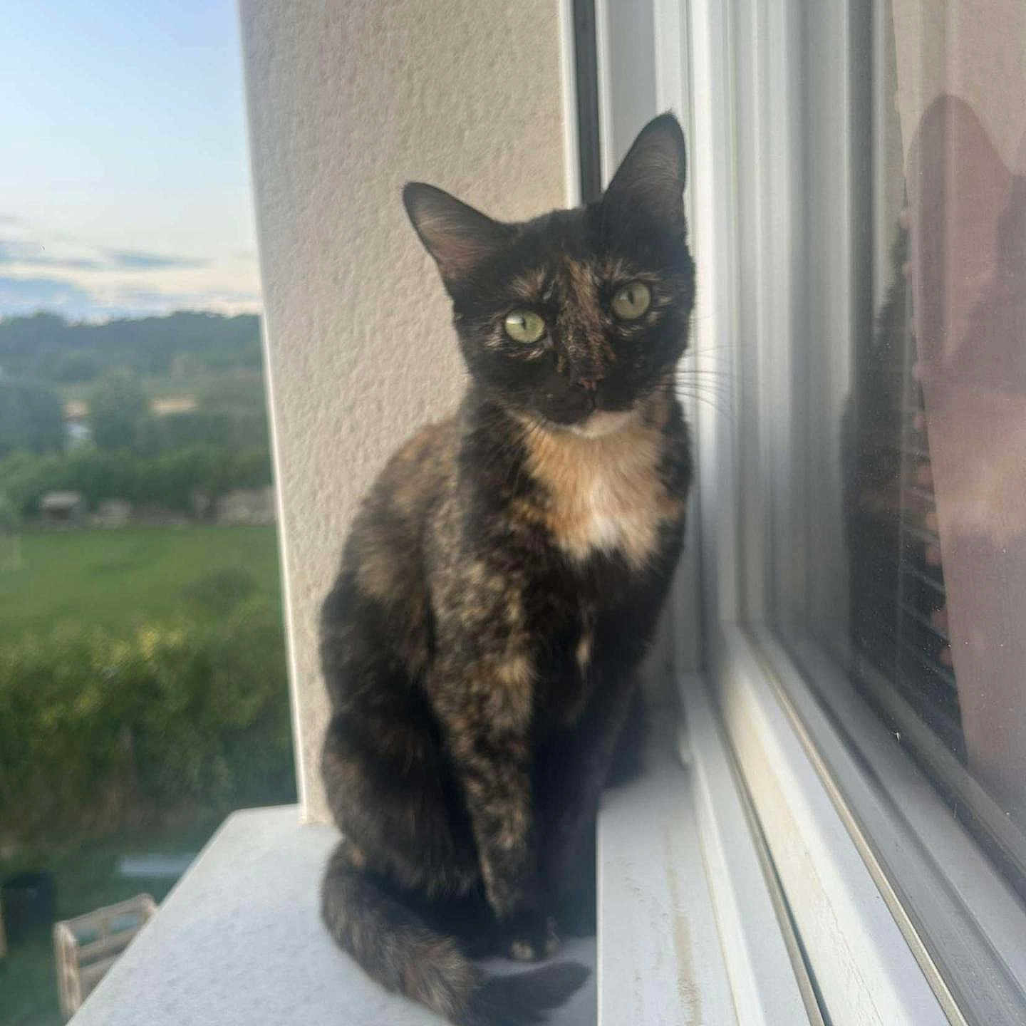 Rusty participe au concours pour gagner de l'argent avec cette photo : animal, cat, curious, daylight, domestic_animal, feline, fur, green_eyes, looking, nature, outdoor, pet, portrait, quiet, reflection, sitting, still_life, tortoiseshell_cat, window, windowsill
