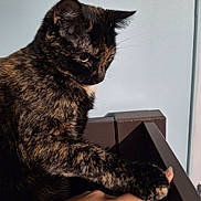 Rusty participe au concours pour gagner de l'argent avec cette photo : animal, cat, closeup, curious, cute, domestic, feline, fur, indoor, light_shadow, looking_down, mammal, paw, pet, side_view, single_animal, tortoiseshell, wall, whiskers, wooden_furniture