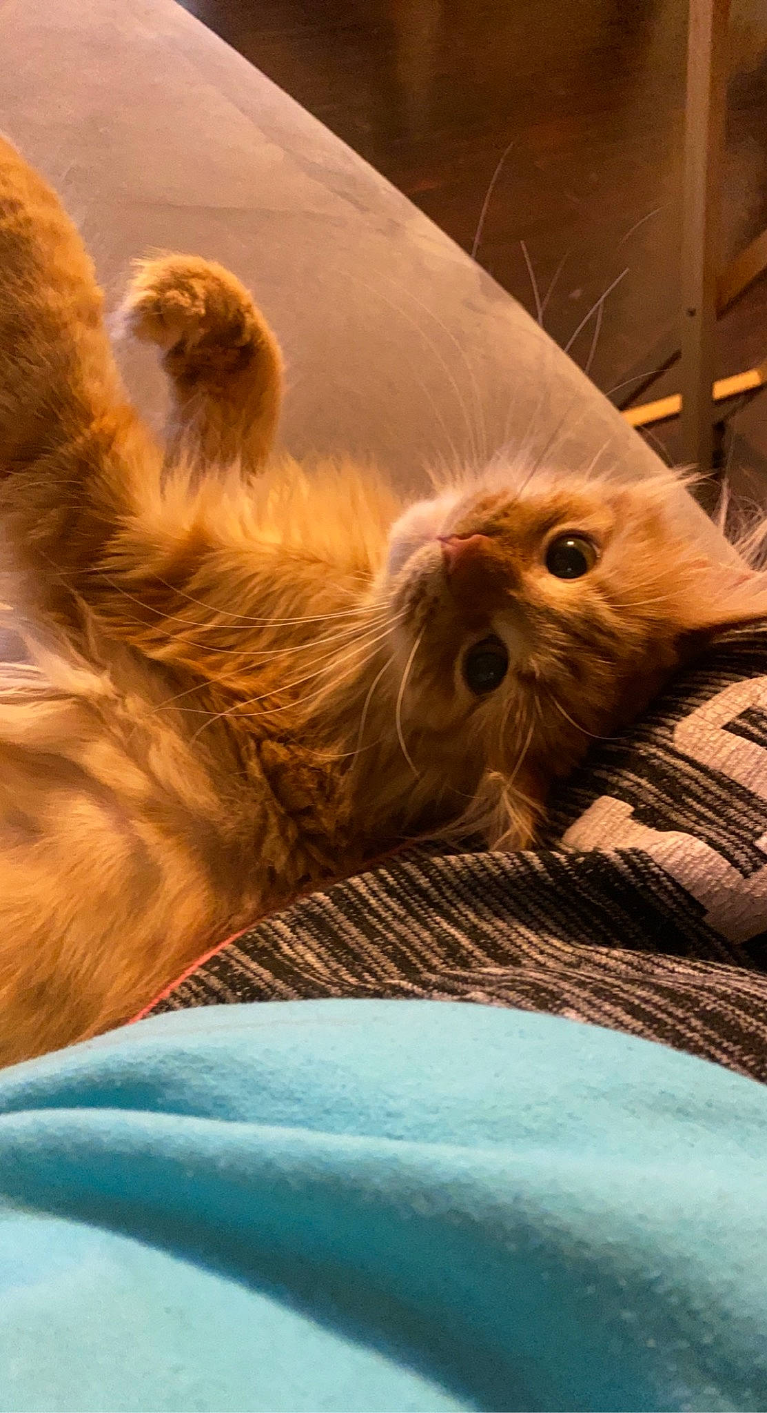 Chevelle joined the competition — help win amazing prizes! canidae, carnivore, cat, claw, close_up, comfort, companion_dog, dog_breed, fawn, felidae, fur, liver, paw, small_to_medium_sized_cats, snout, sporting_group, tail, terrestrial_animal, whiskers, wood