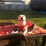 Isis joined the competition — help win amazing prizes! dog, red_vest, outdoor, backyard, lawn, sunlight, fence, cushion, chair, happy, pet, smiling, relaxed, grass, deck, daytime, canine, animal, resting, sunny